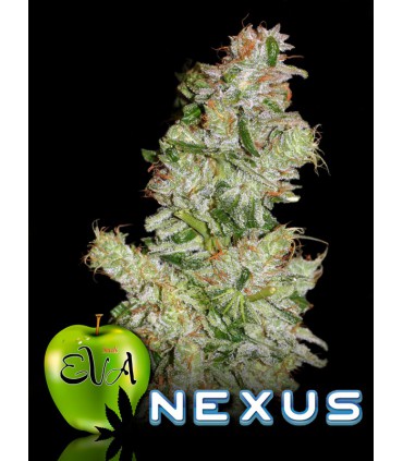 banco de semillas EVA SEEDS NEXUS (9) 100% EVA SEEDS