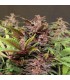 banco de semillas EXOTIC SEED BLACK HAZE AUTO EXOTIC SEED