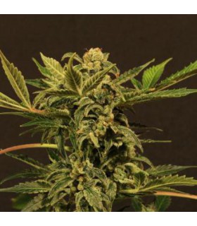 banco de semillas EXOTIC SEED RUSSIAN AUTOMATIC EXOTIC SEED