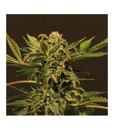 RUSSIAN AUTOMATIC EXOTIC SEED