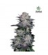 banco de semillas FASTBUDS BLACKBERRY AUTO FASTBUDS