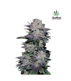 banco de semillas FASTBUDS BLACKBERRY AUTO FASTBUDS
