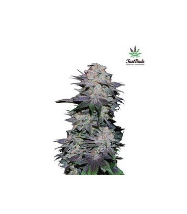 banco de semillas FASTBUDS BLACKBERRY AUTO FASTBUDS