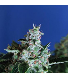 SIR JACK AUTO EXOTIC SEED