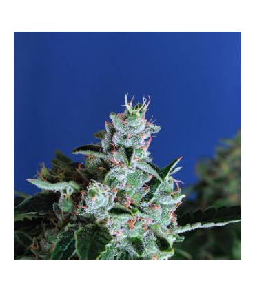 SIR JACK AUTO EXOTIC SEED