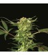 banco de semillas EXOTIC SEED DEVIL KUSH REG. EXOTIC SEED
