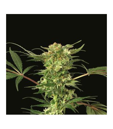 DEVIL KUSH REG. EXOTIC SEED