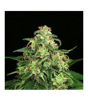 MANGO CREAM REG. EXOTIC SEED