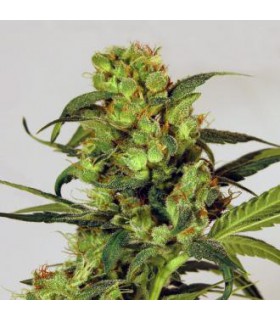 banco de semillas EXOTIC SEED SPICY BITCH REG. EXOTIC SEED