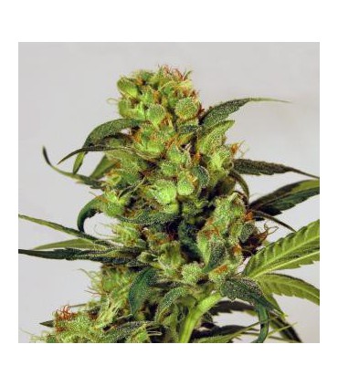 SPICY BITCH REG. EXOTIC SEED