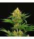 banco de semillas EXOTIC SEED TANGERINE KUSH REG. EXOTIC SEED