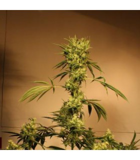 banco de semillas EXOTIC SEED WHITE JEWEL REG. EXOTIC SEED