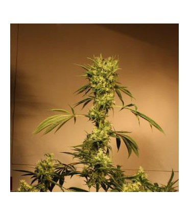 banco de semillas EXOTIC SEED WHITE JEWEL REG. EXOTIC SEED