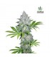 banco de semillas FASTBUDS CALIFORNIAN SNOW AUTO FASTBUDS