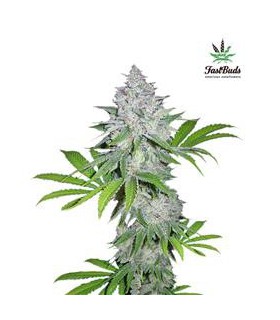banco de semillas FASTBUDS CALIFORNIAN SNOW AUTO FASTBUDS