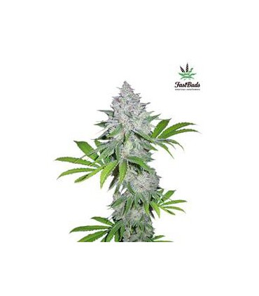 CALIFORNIAN SNOW AUTO FASTBUDS