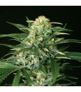 banco de semillas EXOTIC SEED GIPSY WIDOW 100% EXOTIC SEED