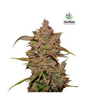 CRYSTAL METH AUTO FASTBUDS