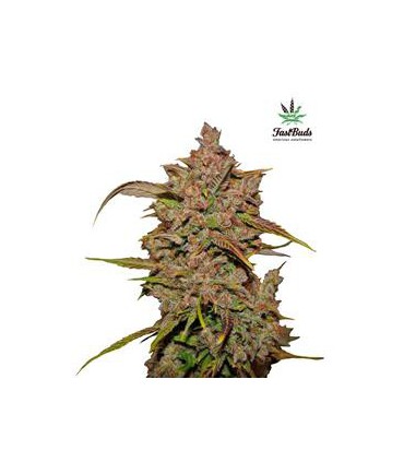 CRYSTAL METH AUTO FASTBUDS