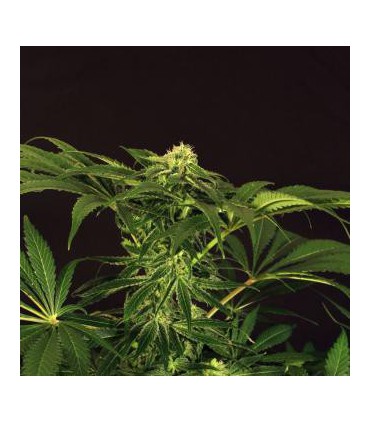 GREEN GUMMY 100% EXOTIC SEED