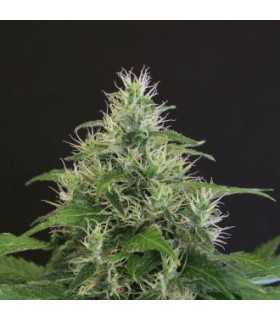 banco de semillas EXOTIC SEED LEMON CANDY 100% EXOTIC SEED