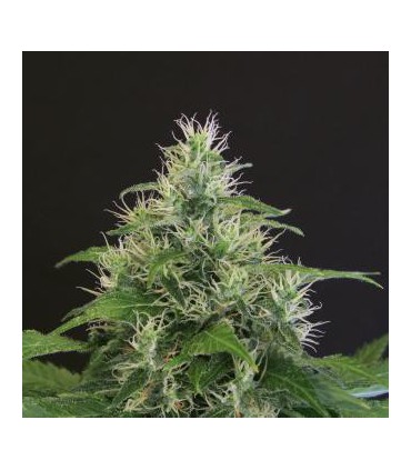 LEMON CANDY 100% EXOTIC SEED