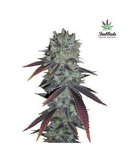 banco de semillas FASTBUDS FASTBERRY AUTO FASTBUDS