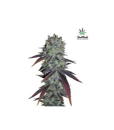 FASTBERRY AUTO FASTBUDS