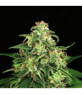 banco de semillas EXOTIC SEED MANGO CREAM 100% EXOTIC SEED