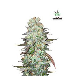 banco de semillas FASTBUDS G14 AUTO FASTBUDS