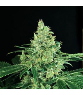 banco de semillas EXOTIC SEED SIR JACK 100% EXOTIC SEED