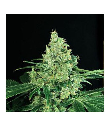 banco de semillas EXOTIC SEED SIR JACK 100% EXOTIC SEED