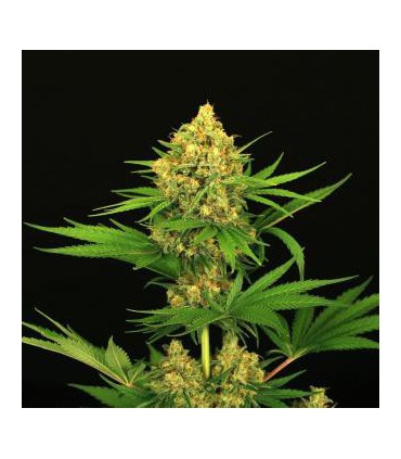 TANGERINE KUSH 100% EXOTIC SEED