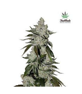 banco de semillas FASTBUDS GIRL SCOUT COOCKIES AUTO FASTBUDS
