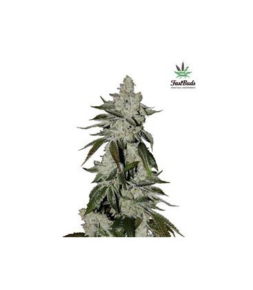 banco de semillas FASTBUDS GIRL SCOUT COOCKIES AUTO FASTBUDS