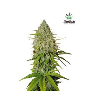 GRAPEFRUIT AUTO FASTBUDS