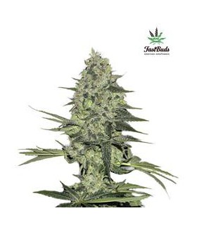 banco de semillas FASTBUDS RHINO RYDER AUTO FASTBUDS