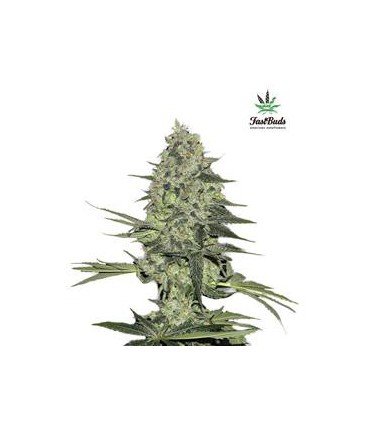 banco de semillas FASTBUDS RHINO RYDER AUTO FASTBUDS