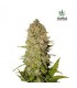 banco de semillas FASTBUDS PINEAPPLE EXPRESS AUTO FASTBUDS