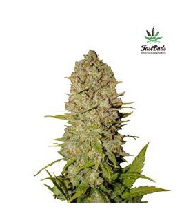 PINEAPPLE EXPRESS AUTO FASTBUDS