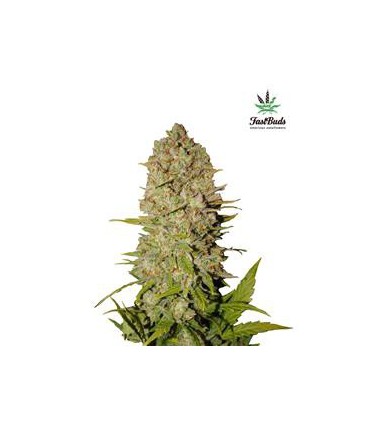 banco de semillas FASTBUDS PINEAPPLE EXPRESS AUTO FASTBUDS