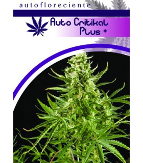 banco de semillas MOON GENETIC AUTO CRITIKAL PLUS +