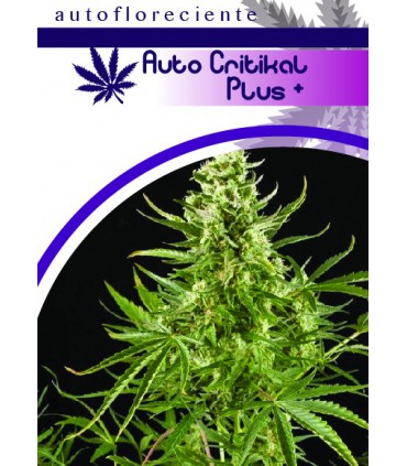 banco de semillas MOON GENETIC AUTO CRITIKAL PLUS +