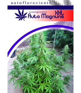 AUTO MAGNUM XXL