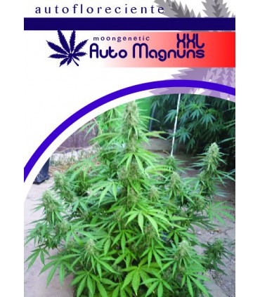 AUTO MAGNUM XXL