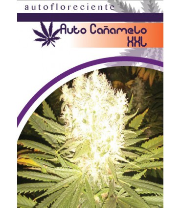 AUTO CAÑAMELO XXL