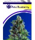 banco de semillas MOON GENETIC AUTO BLUEBERRYS