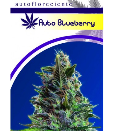 AUTO BLUEBERRYS
