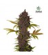 banco de semillas FASTBUDS LSD-25 AUTO FASTBUDS