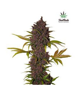 LSD-25 AUTO FASTBUDS